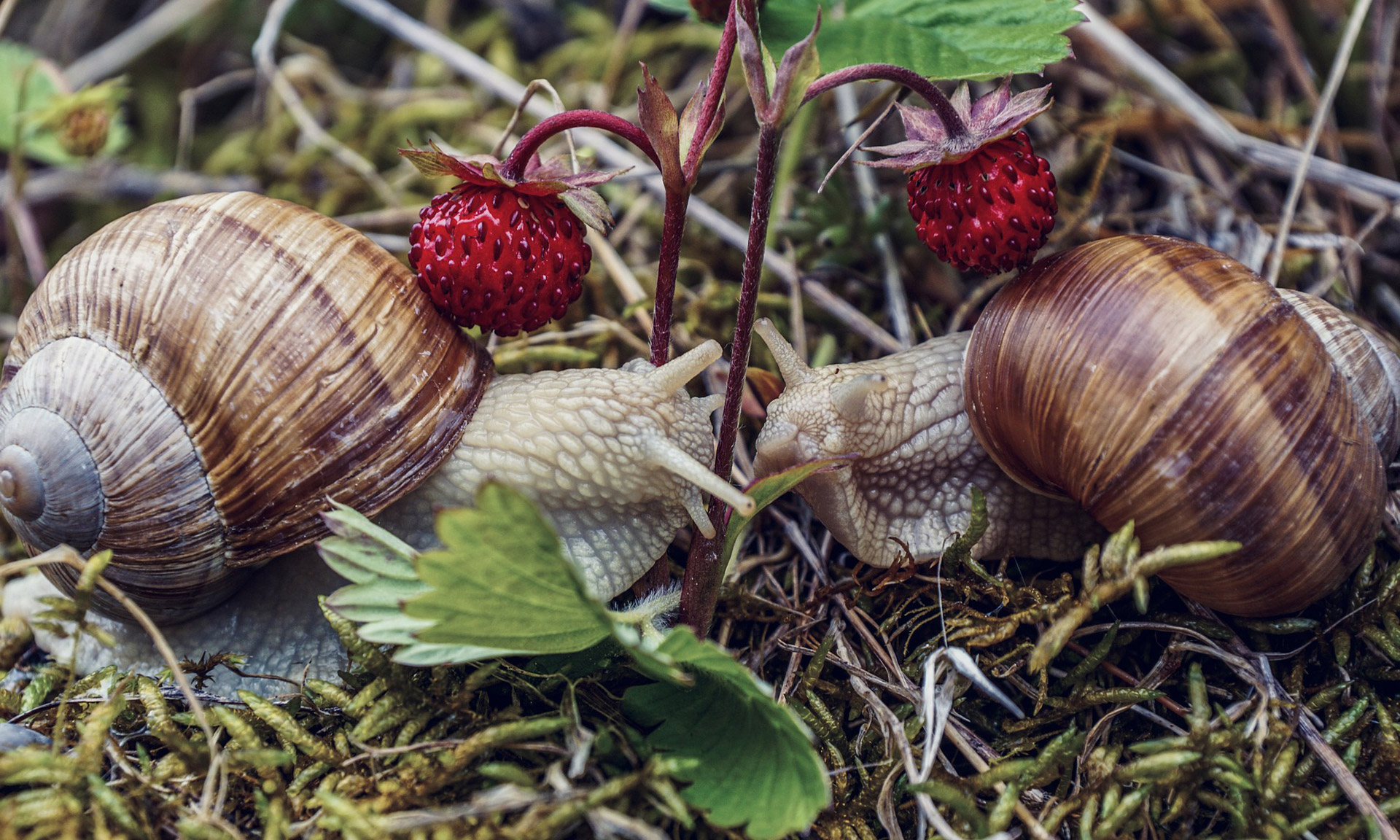BMI Homes - Ferienhausvermietung - Cape Coral - Ferienhaus direkt mieten, Hausverwaltung deutschsprachig, Immobilien, Neubau