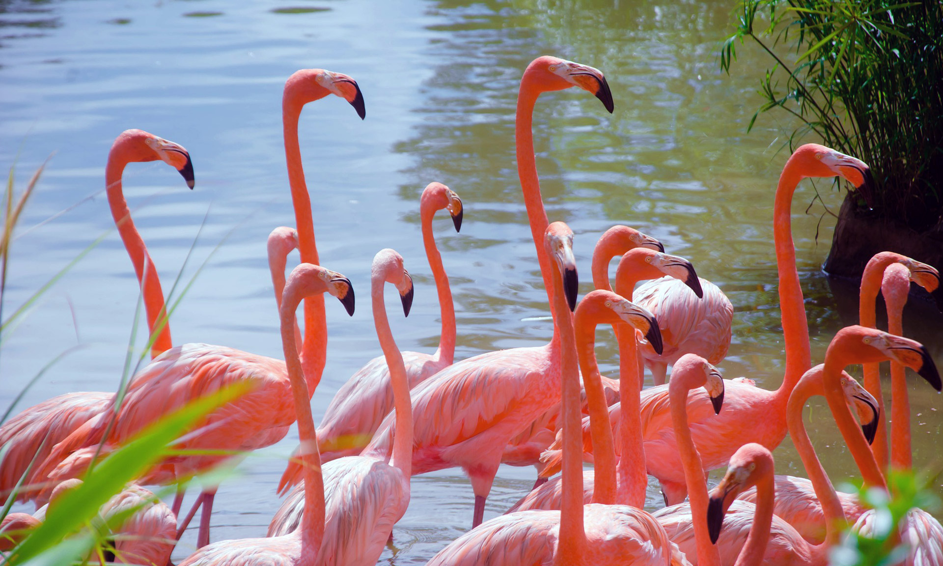 BMI Homes - Cape Coral - Ferienhaus direkt mieten, Hausverwaltung deutschsprachig, Immobilien, Neubau