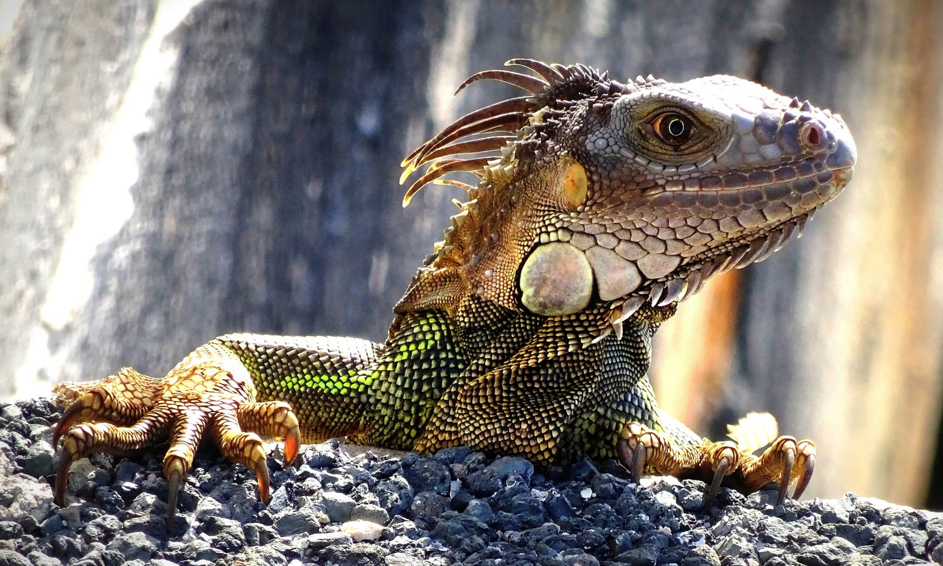 BMI Homes - Cape Coral - Ferienhaus direkt mieten, Hausverwaltung deutschsprachig, Immobilien, Neubau